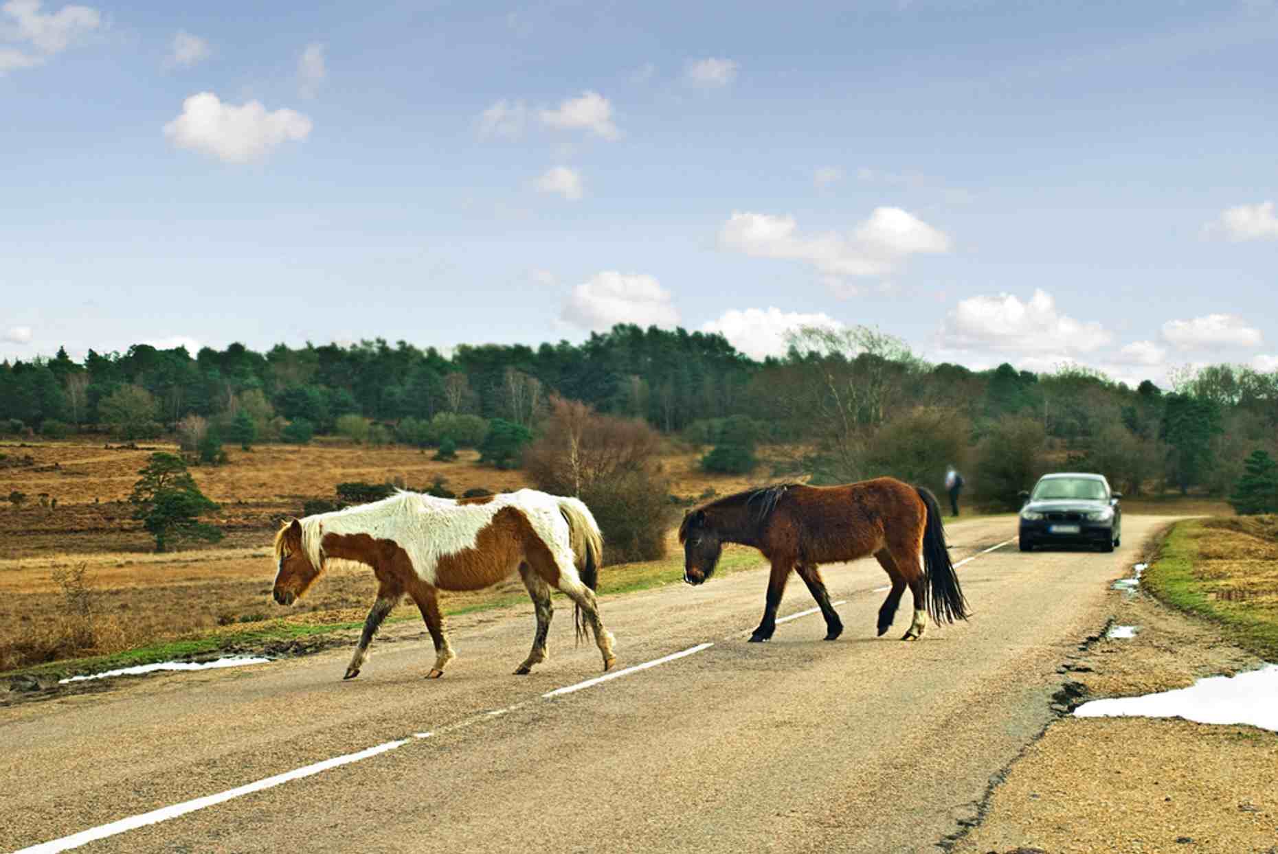 New Forest Ponies 1