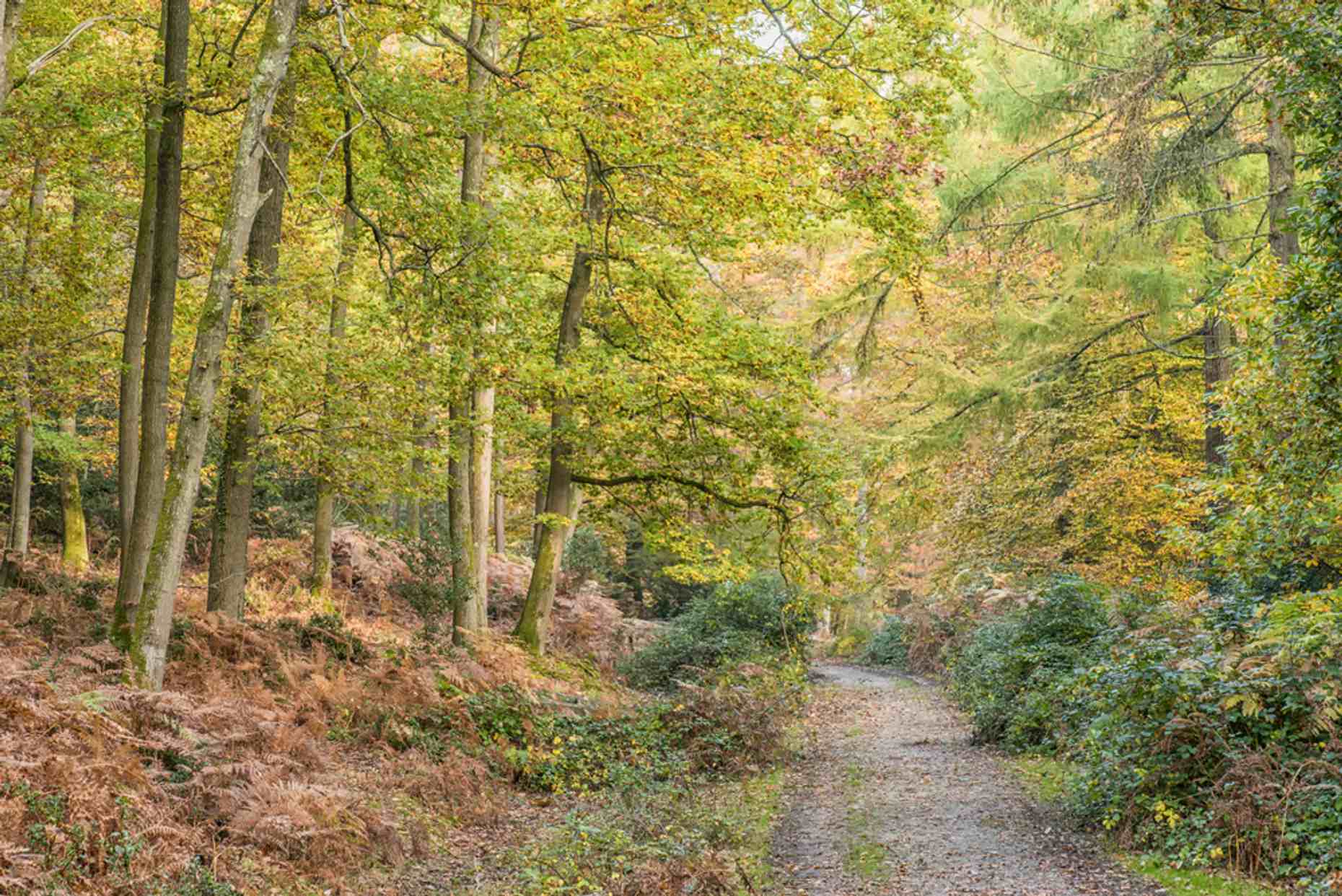 Nomansland woodland walk