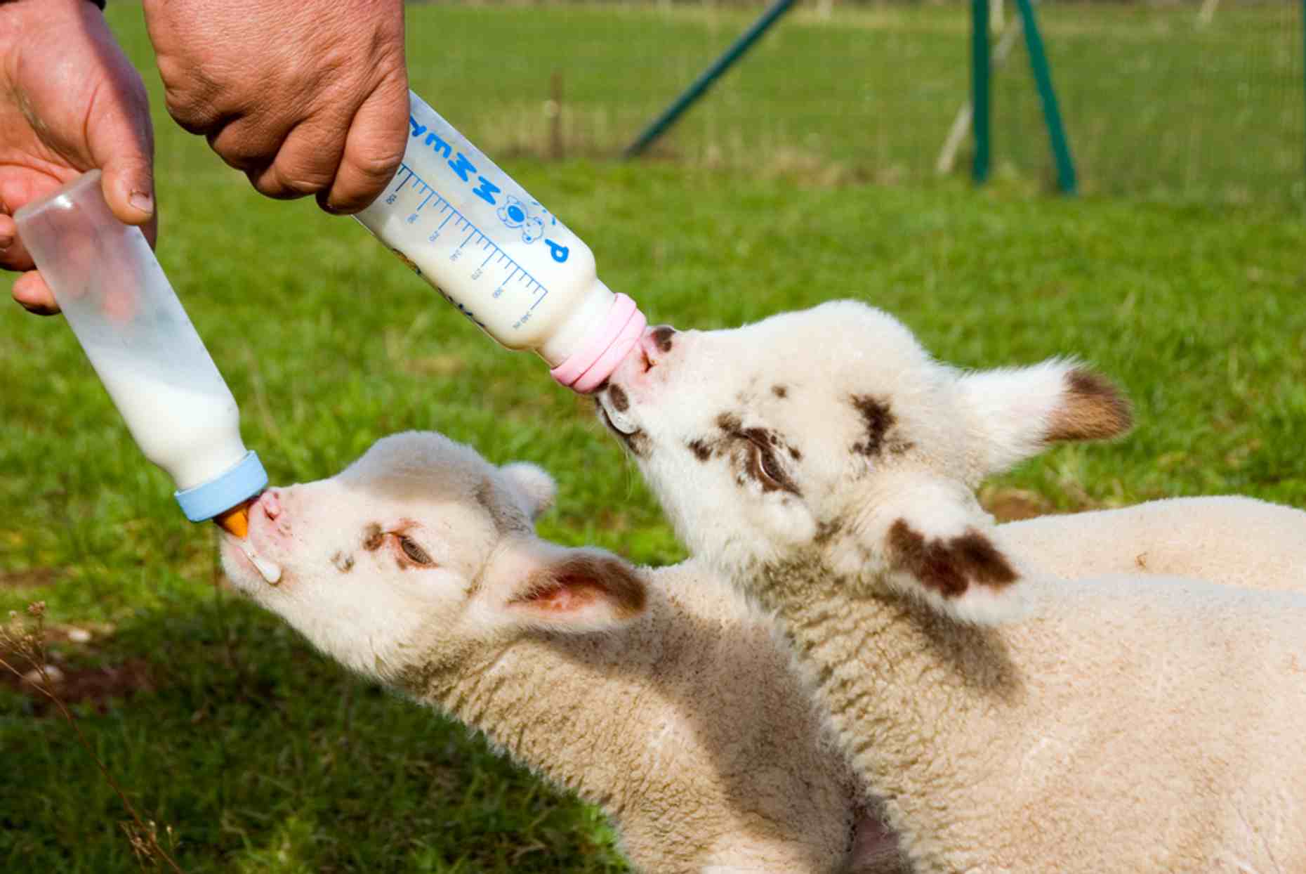 Norfolk Wildlife Lambs