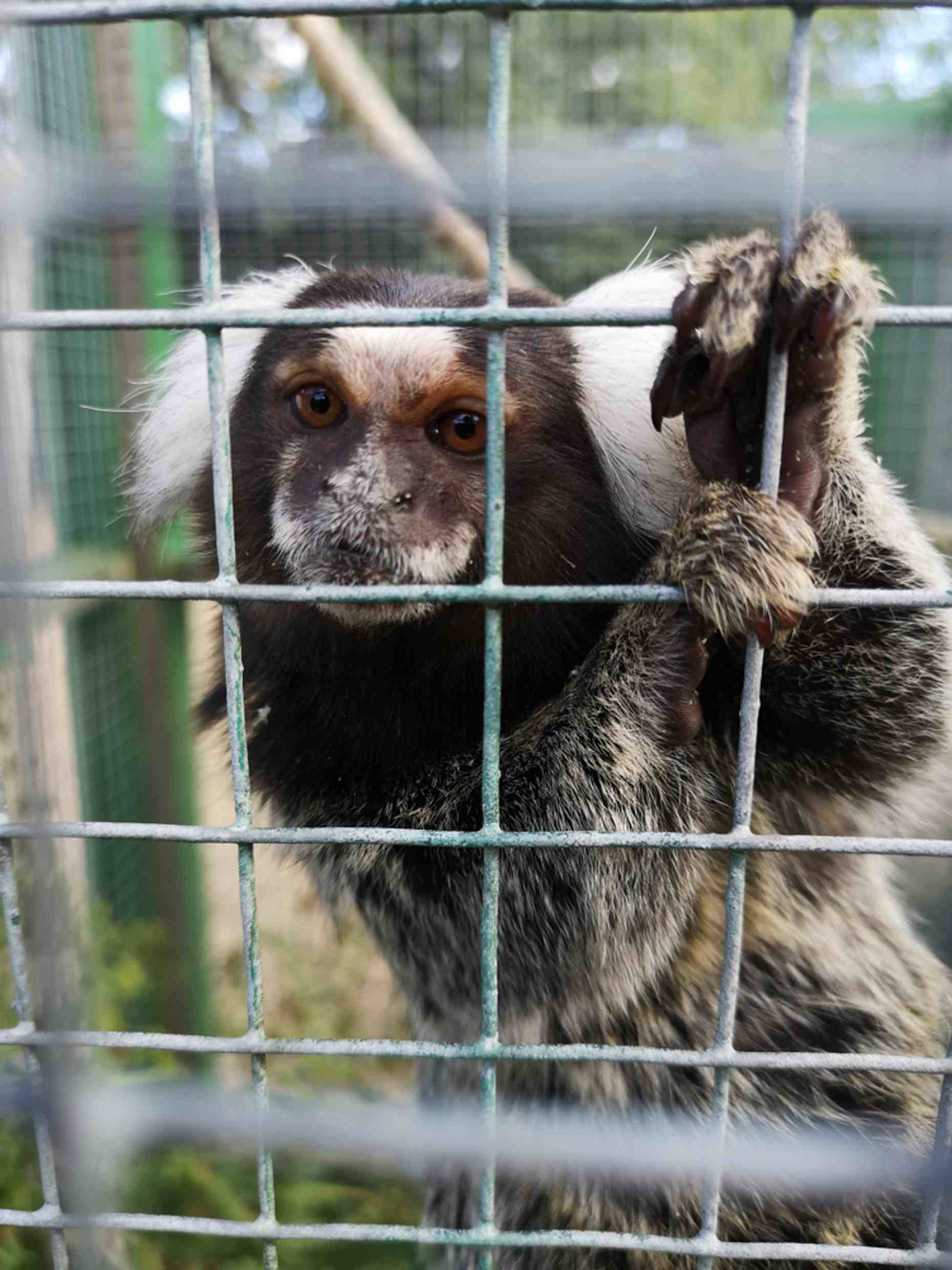 Norfolk Wildlife Marmoset