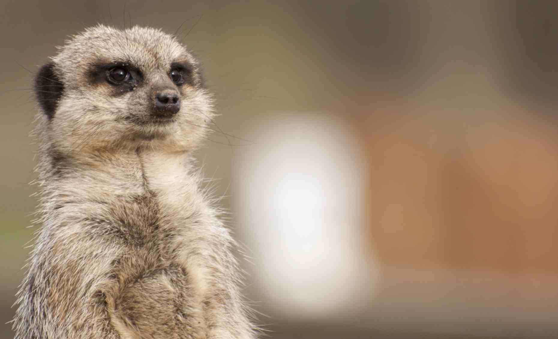Norfolk Wildlife Meerkat