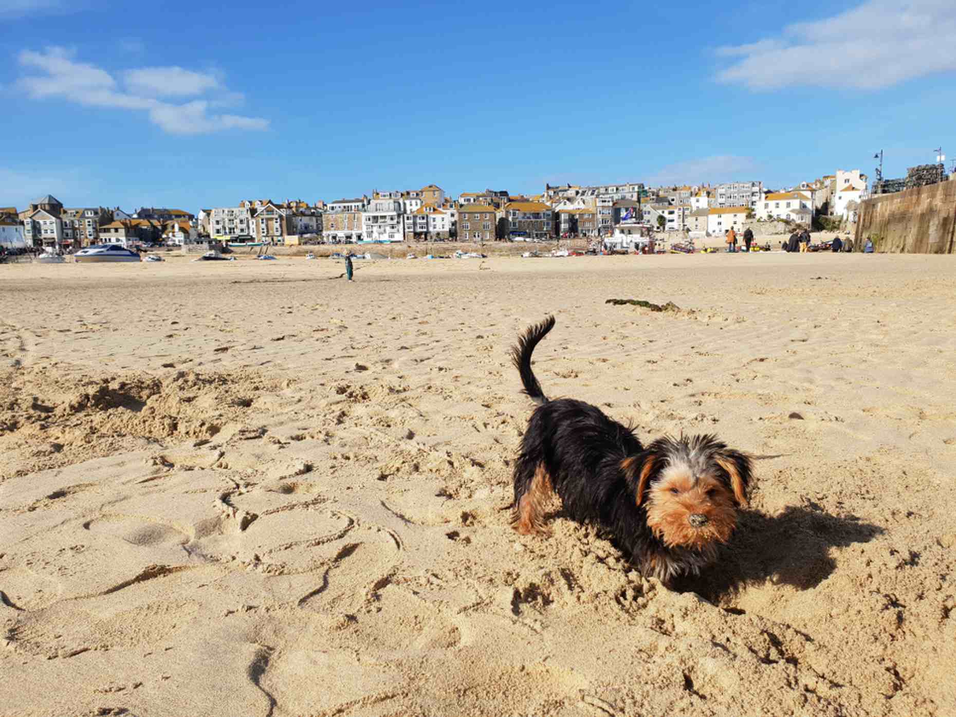 St Ives Dogs Beach 2