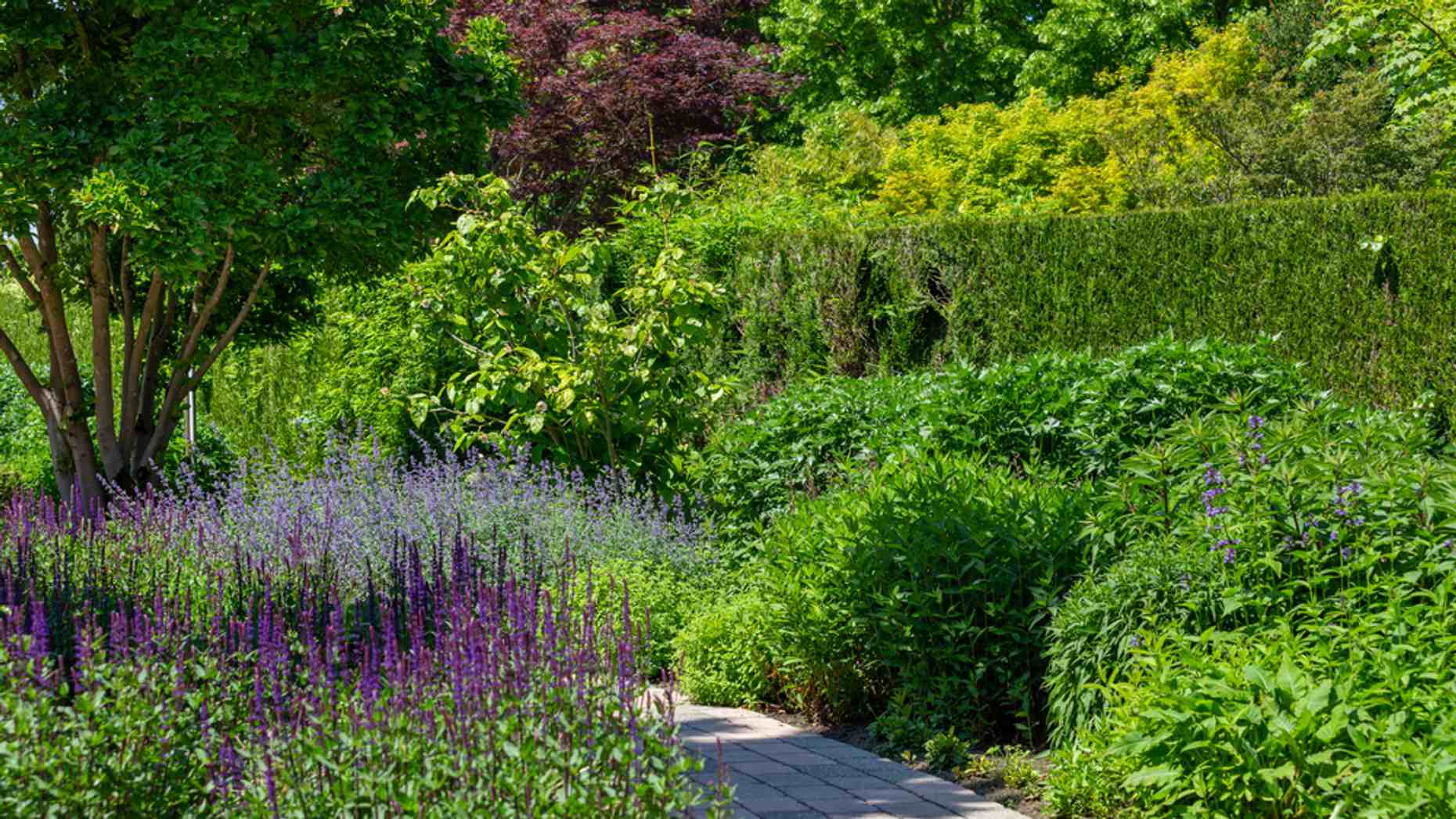 St Ives Dogs Gardens