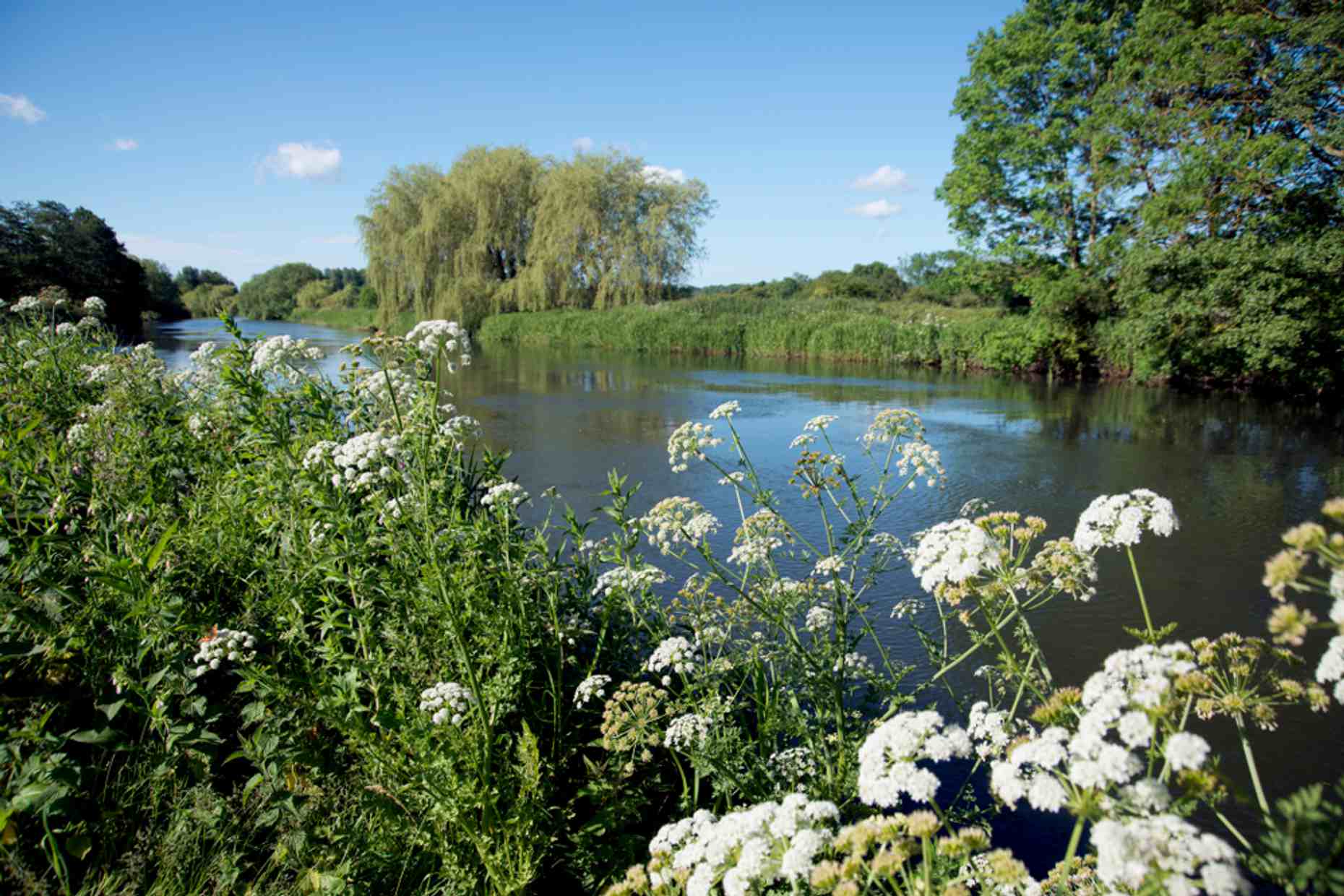 Telegraph Hill Dog Walk Fordingbridge